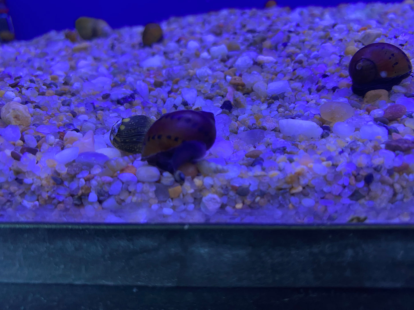 Red Onion Nerite Snail