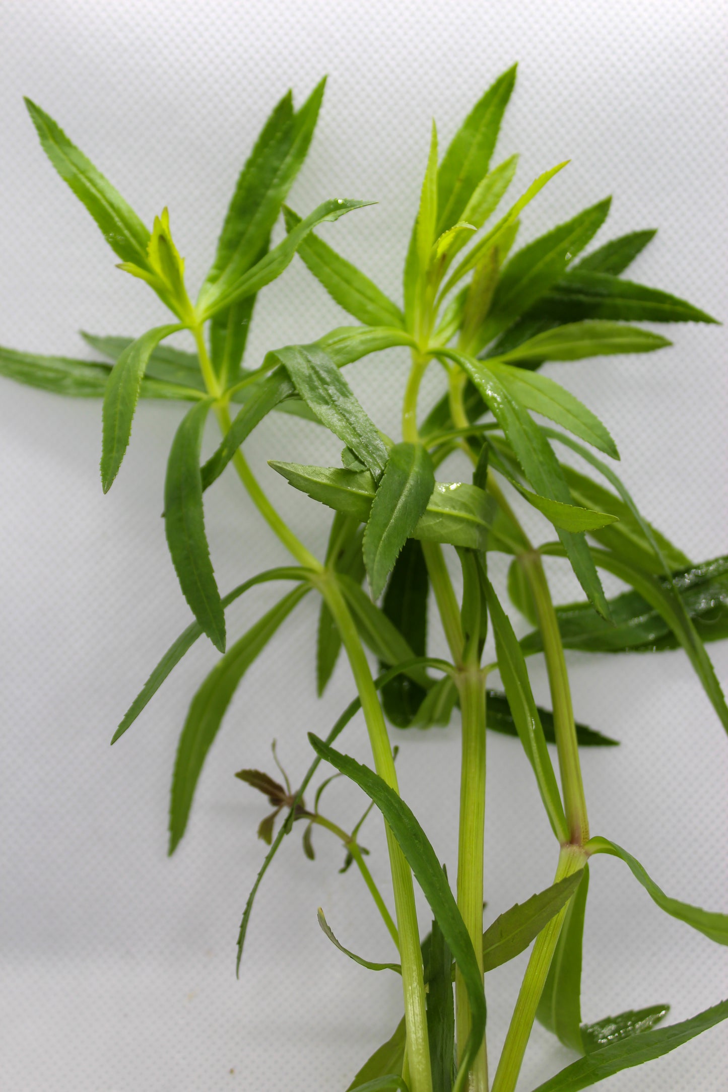 Pogostemon Stellatus