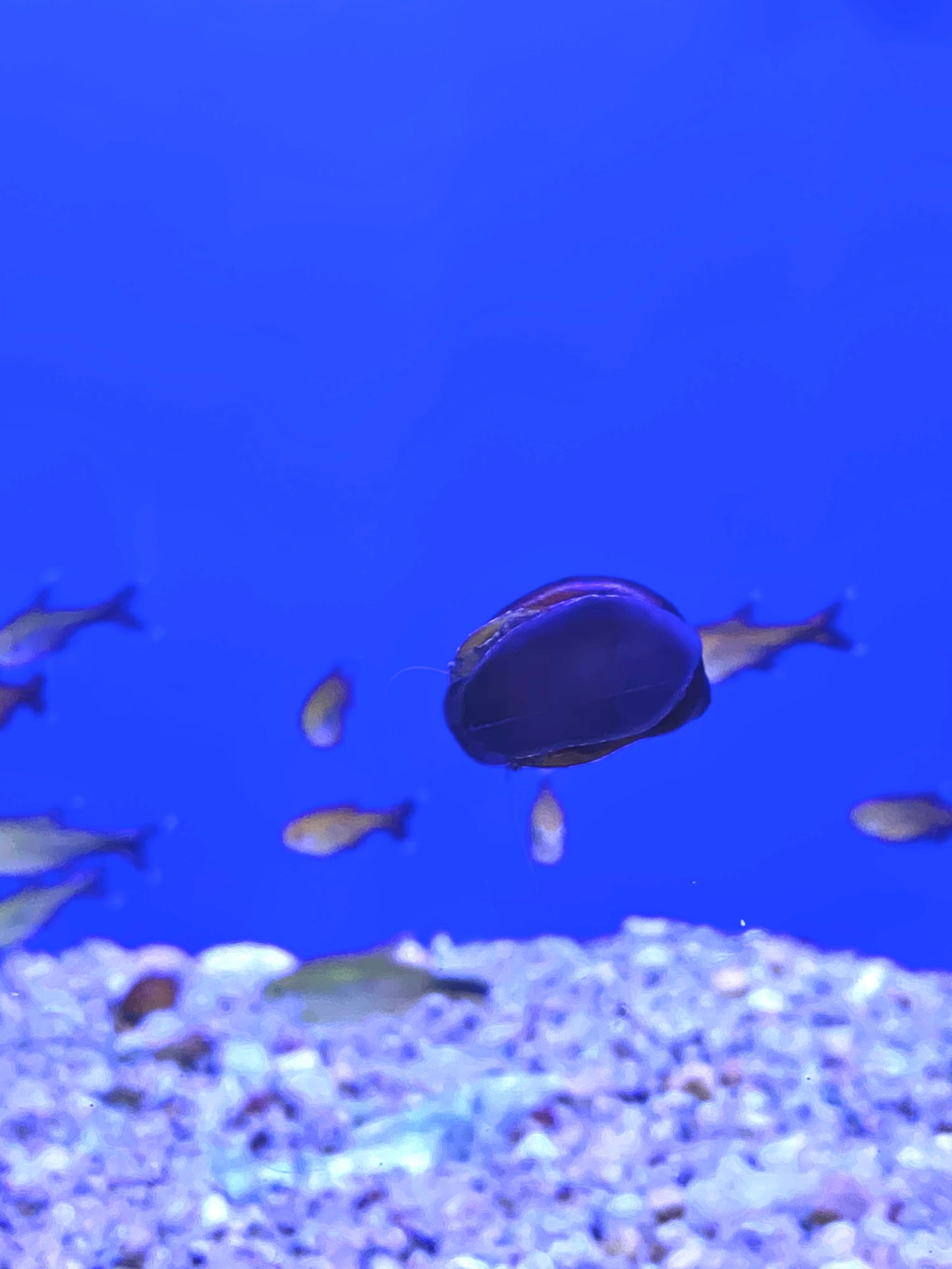 Red Onion Nerite Snail