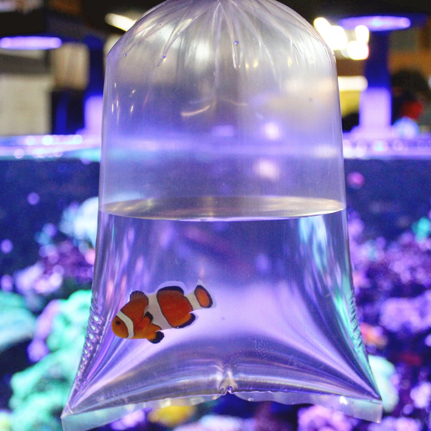 ORA Ocellaris (Amphiprion ocellaris)
