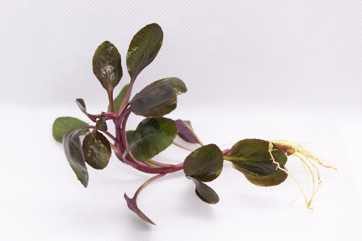 Cardinal Plant