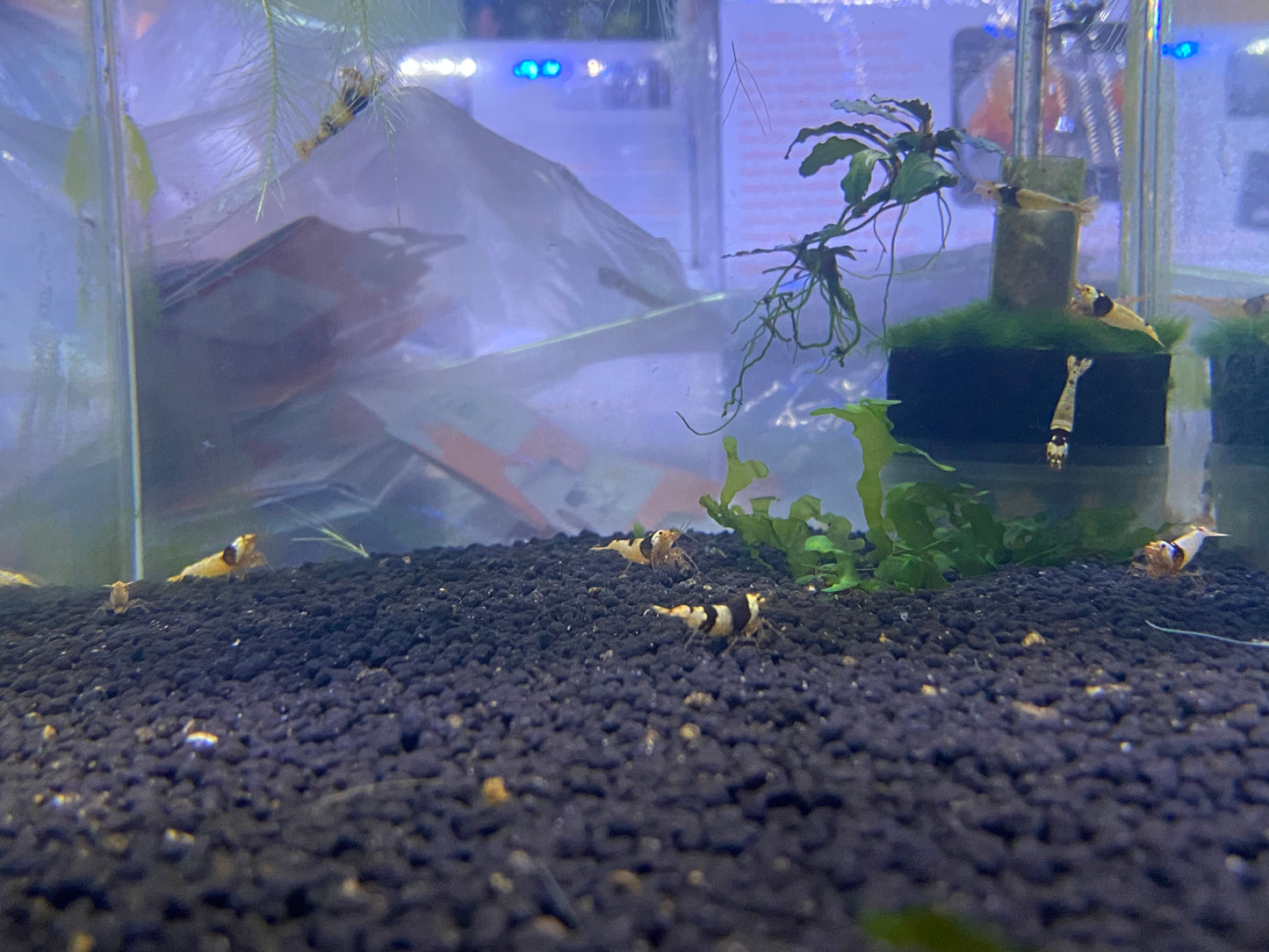 Black Crystal Shrimp