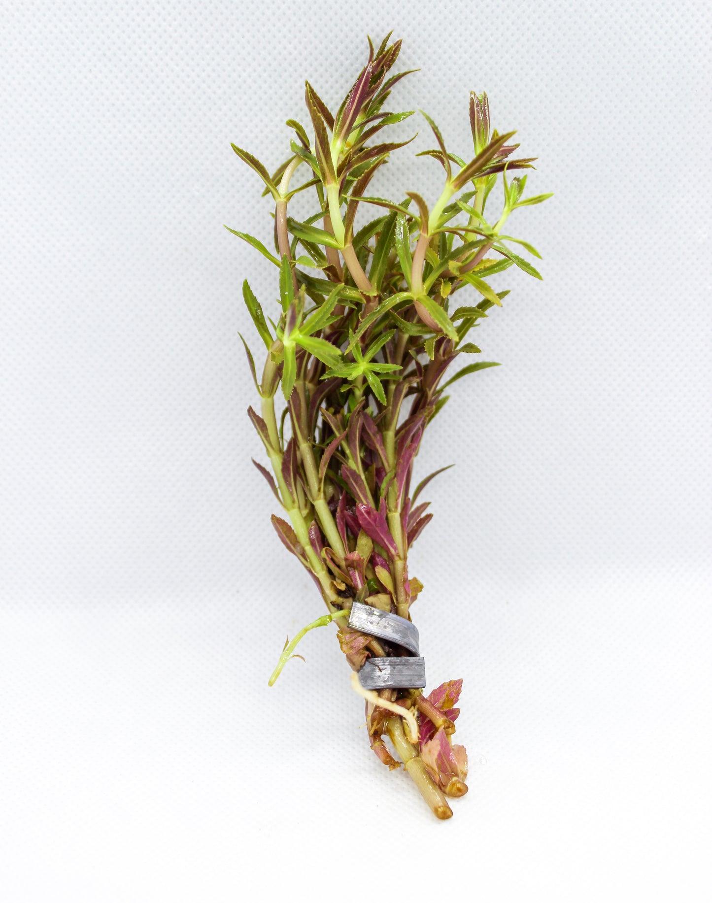 Limnophila Aromatica