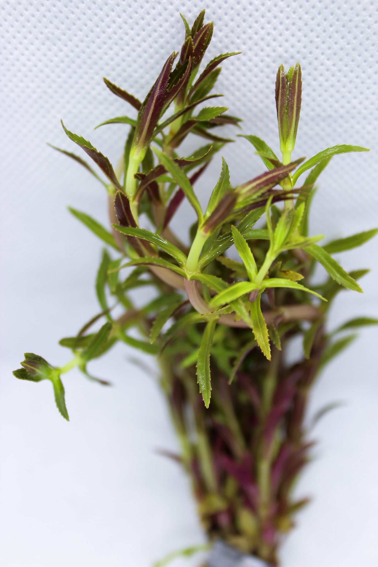 Limnophila Aromatica