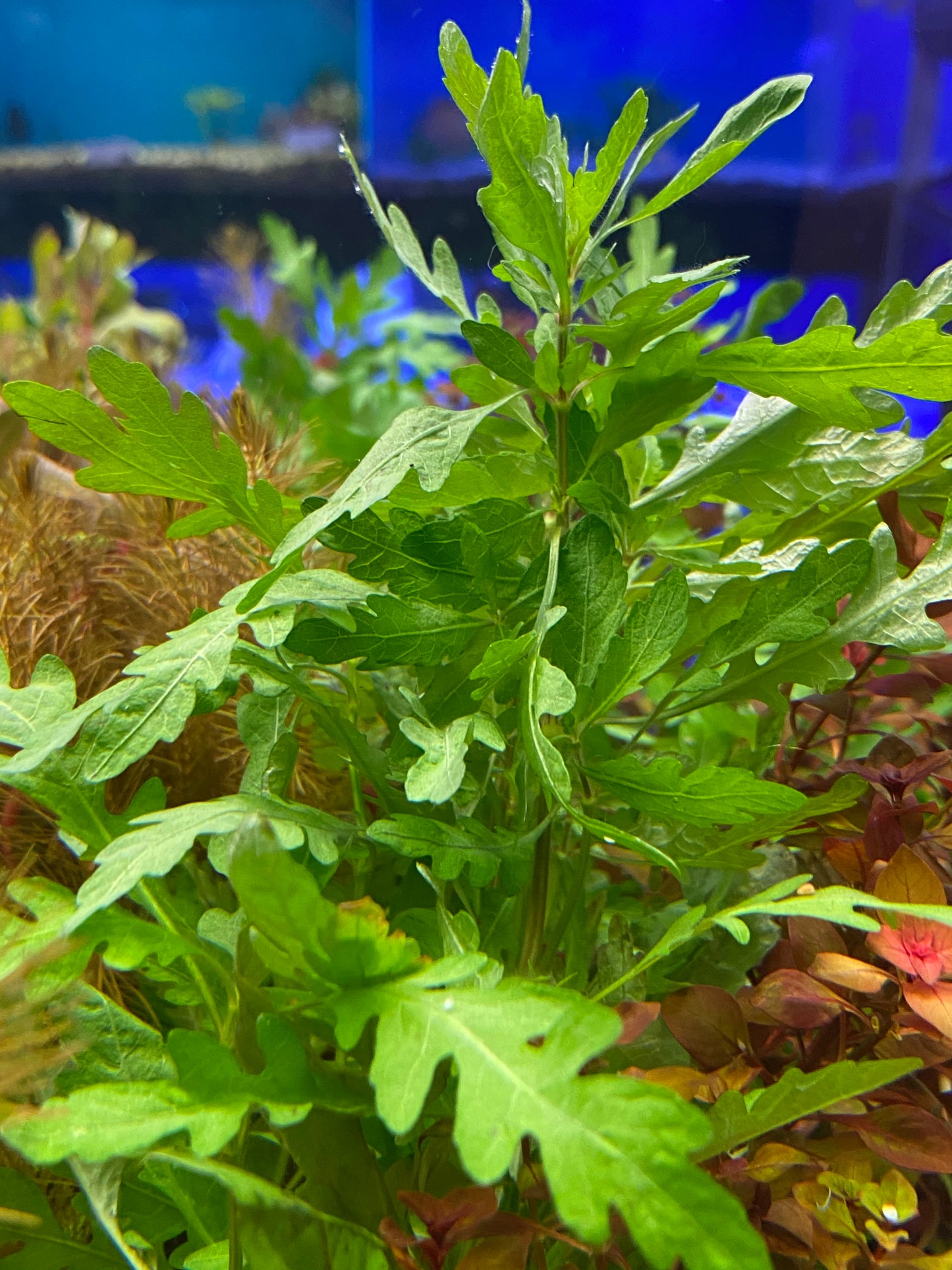 Hygrophila Pinnatifida