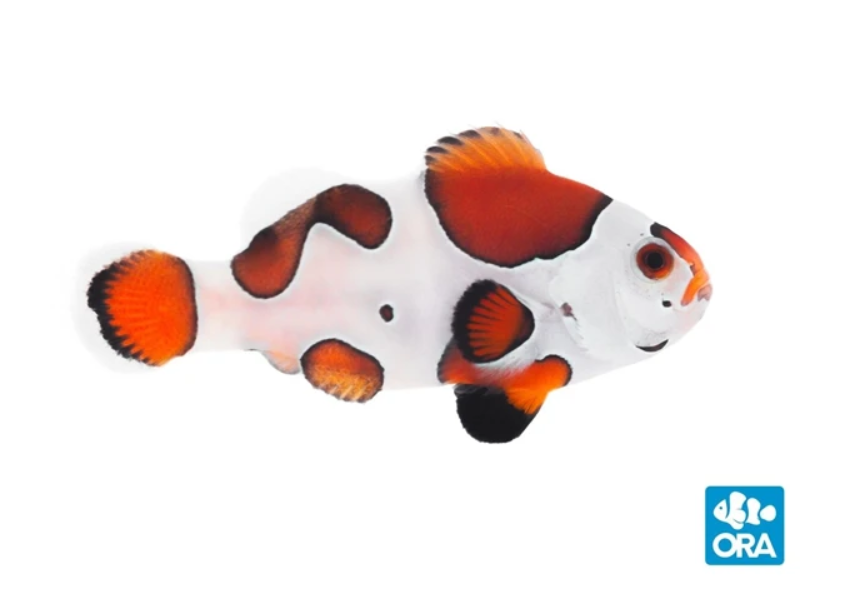 ORA Mocha Storm Ocellaris (Amphiprion ocellaris)