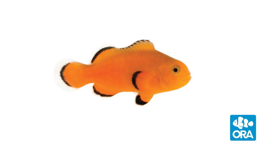 ORA Naked Ocellaris (Amphiprion ocellaris)