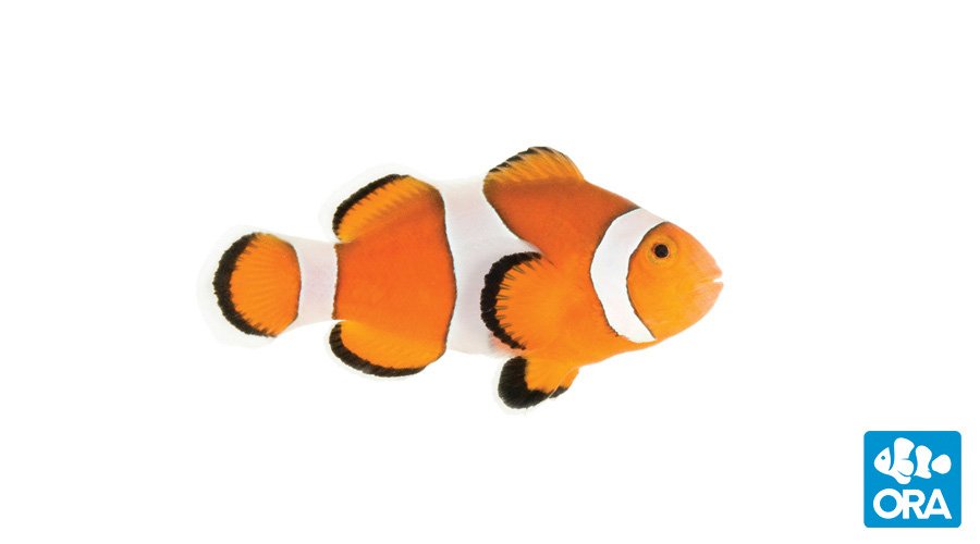 ORA Ocellaris (Amphiprion ocellaris)