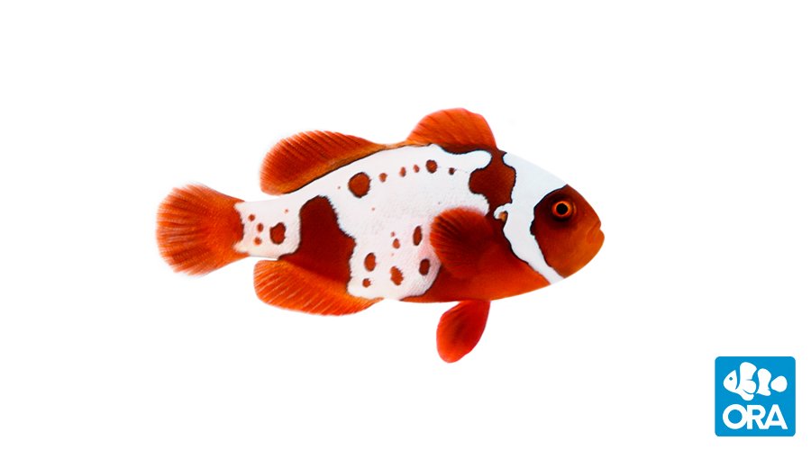 ORA Gold X Lightning Maroon (Premnas biaculeatus)