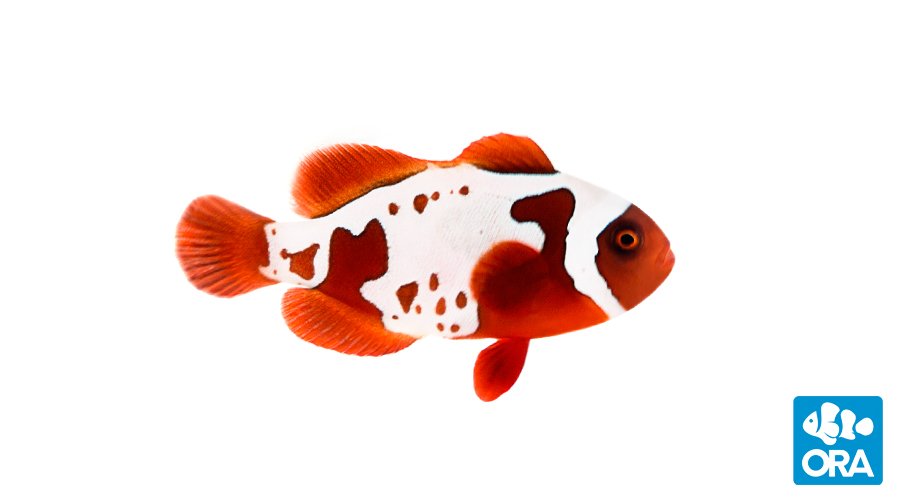 ORA Gold X Lightning Maroon (Premnas biaculeatus)