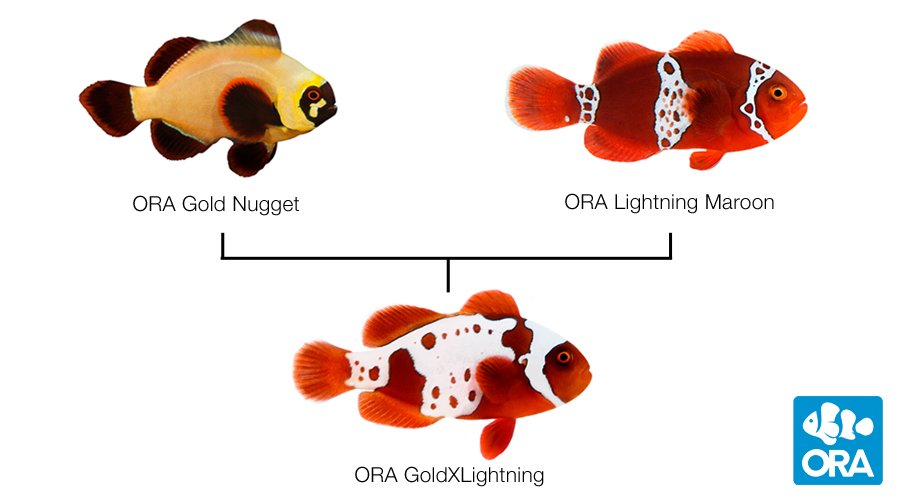 ORA Gold X Lightning Maroon (Premnas biaculeatus)