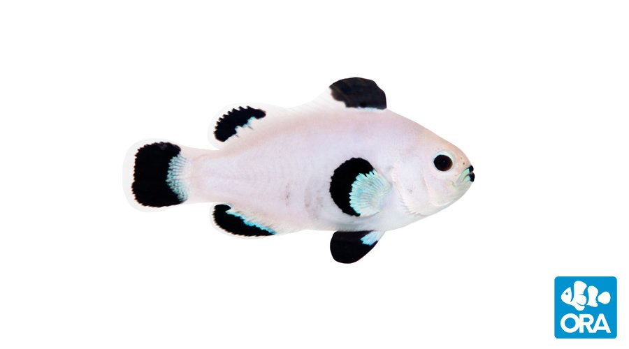 ORA Snow Storm Clownfish (Amphiprion ocellaris)