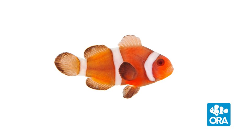 ORA Zombie Ocellaris (Amphiprion ocellaris)