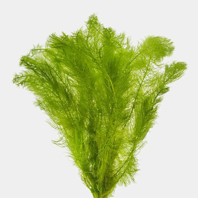 Myriophyllum Pinnatum (Green Myrio)