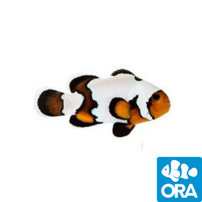 ORA Black Ice Snowflake (Amphiprion ocellaris)
