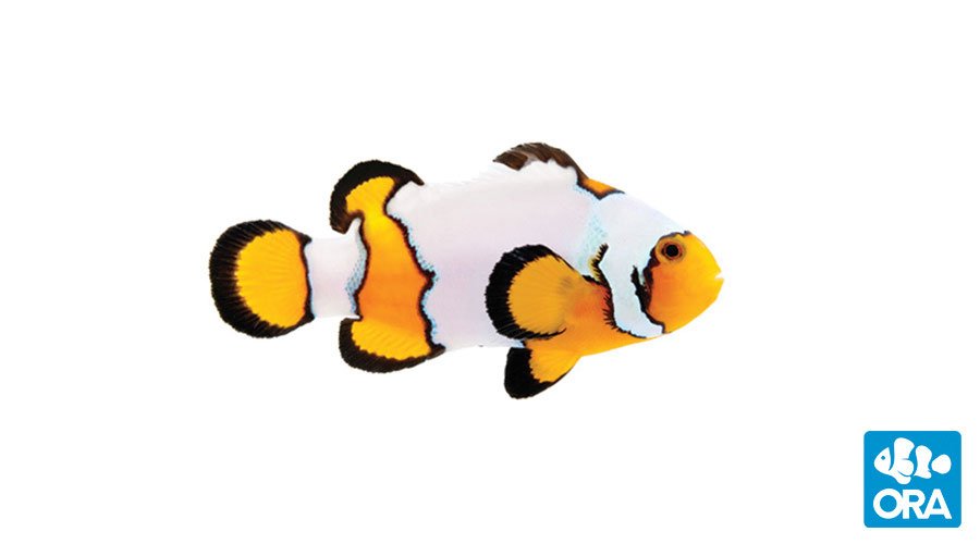 ORA Premium Snowflake Ocellaris (Amphiprion ocellaris)