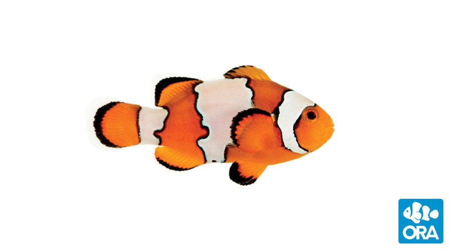 ORA Snowflake Ocellaris (Amphiprion ocellaris)