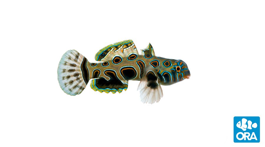ORA Spotted Mandarin (Synchiropus picturatus)