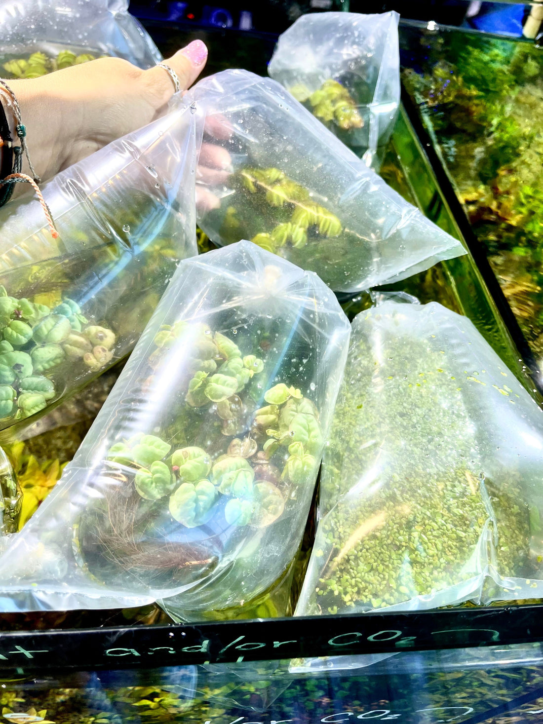 Customized Aquarium Plant Packs: Tailoring Your Aquascape to Perfection