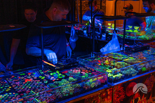 DIY Fish Tank Maintenance Checklist: Expert Tips for a Healthy Aquarium
