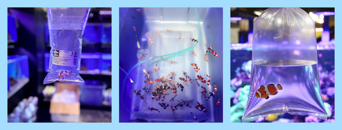 The Advantages of ORA Aquacultured Fish: Sustainable Reefkeeping