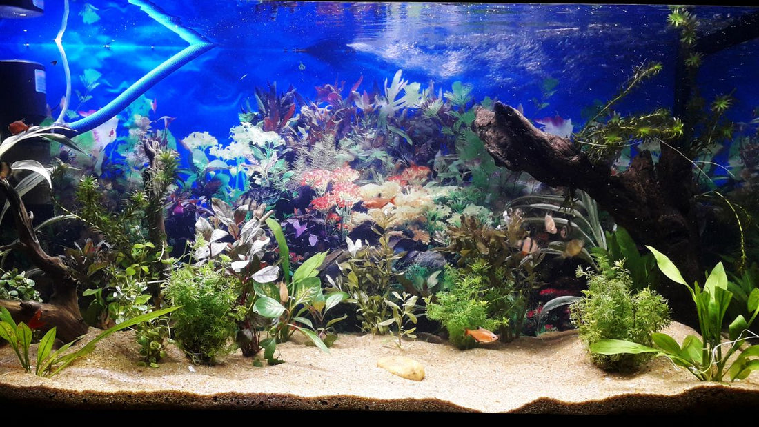 aquarium fish tank designs