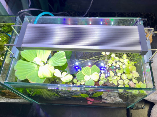 Enhancing Freshwater Aquariums: The Role of Additives in Fish and Plant Health
