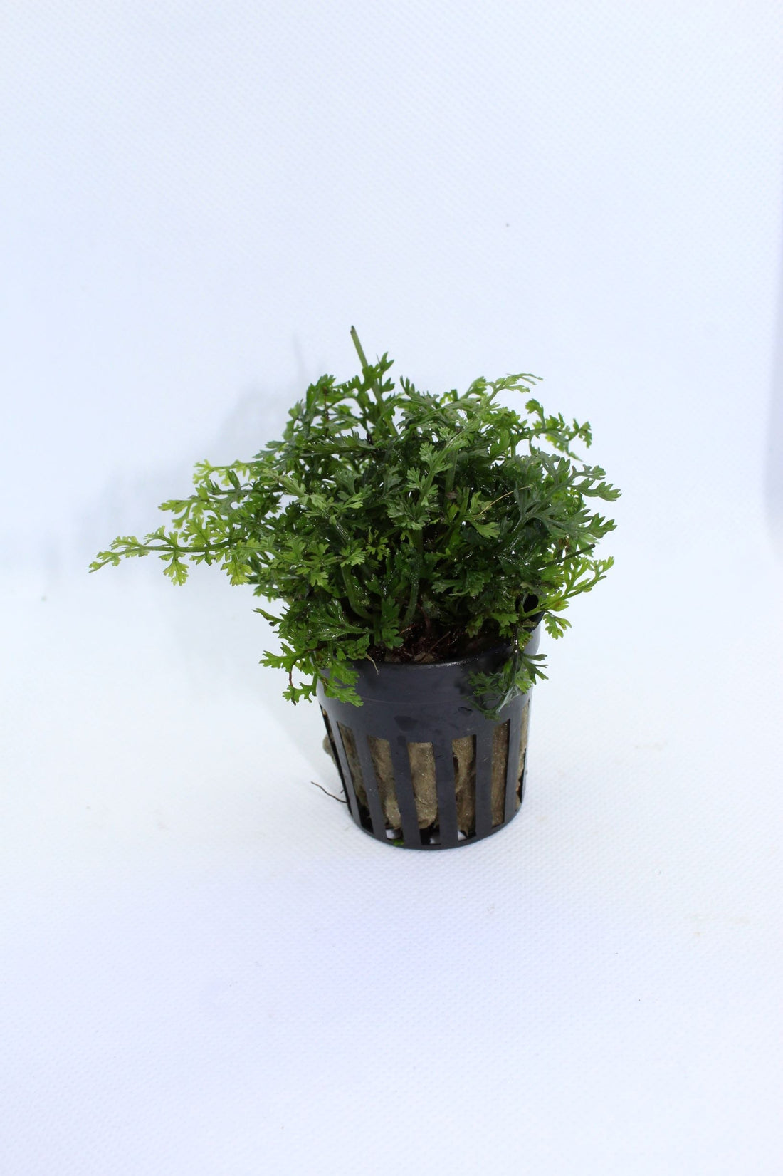 The Benefits of Potted Aquarium Plants: Stability and Ease for Aquarists