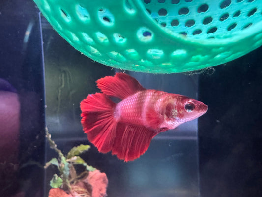 Betta Care Guide