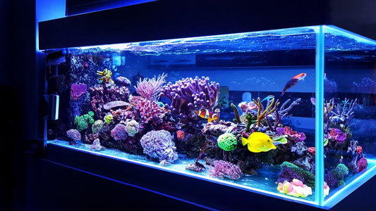 custom aquarium design