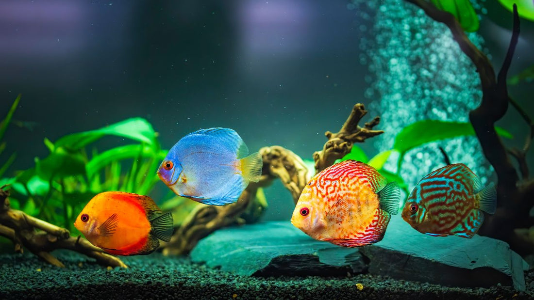 professional aquarium installation service