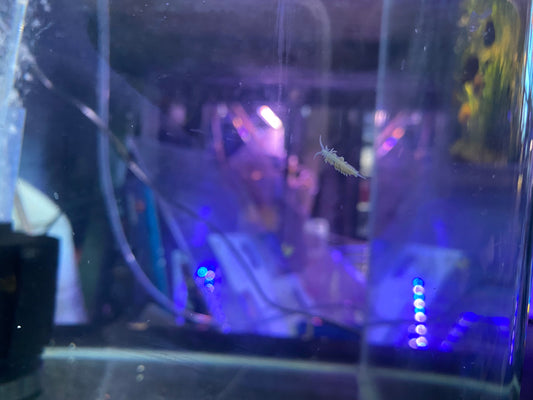 Smart Aquarium Management: Leveraging Controllers and Monitors for Optimal Tank Health