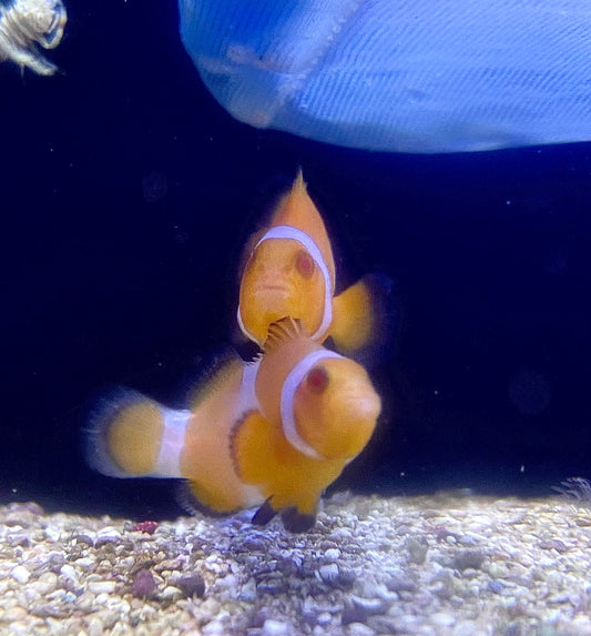 Feeding Your Fish Right: Best Fish Foods for Health and Vibrancy