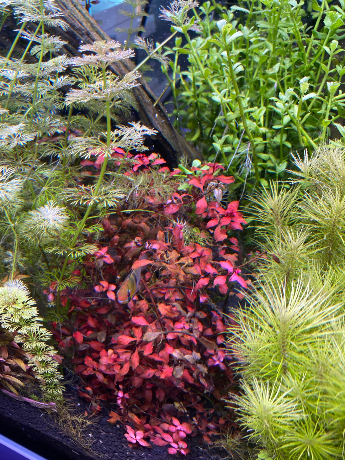 Creating a Lush Underwater Garden: Best Bunched Stem Plants for Your Aquarium
