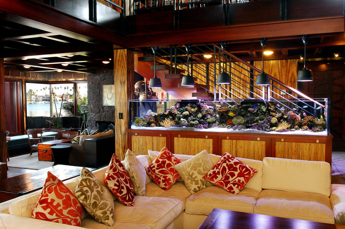 Aquarium Maintenance Services: Keep Your Tank Thriving