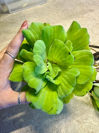 Rosette Water lettuce (Pistia sp.)