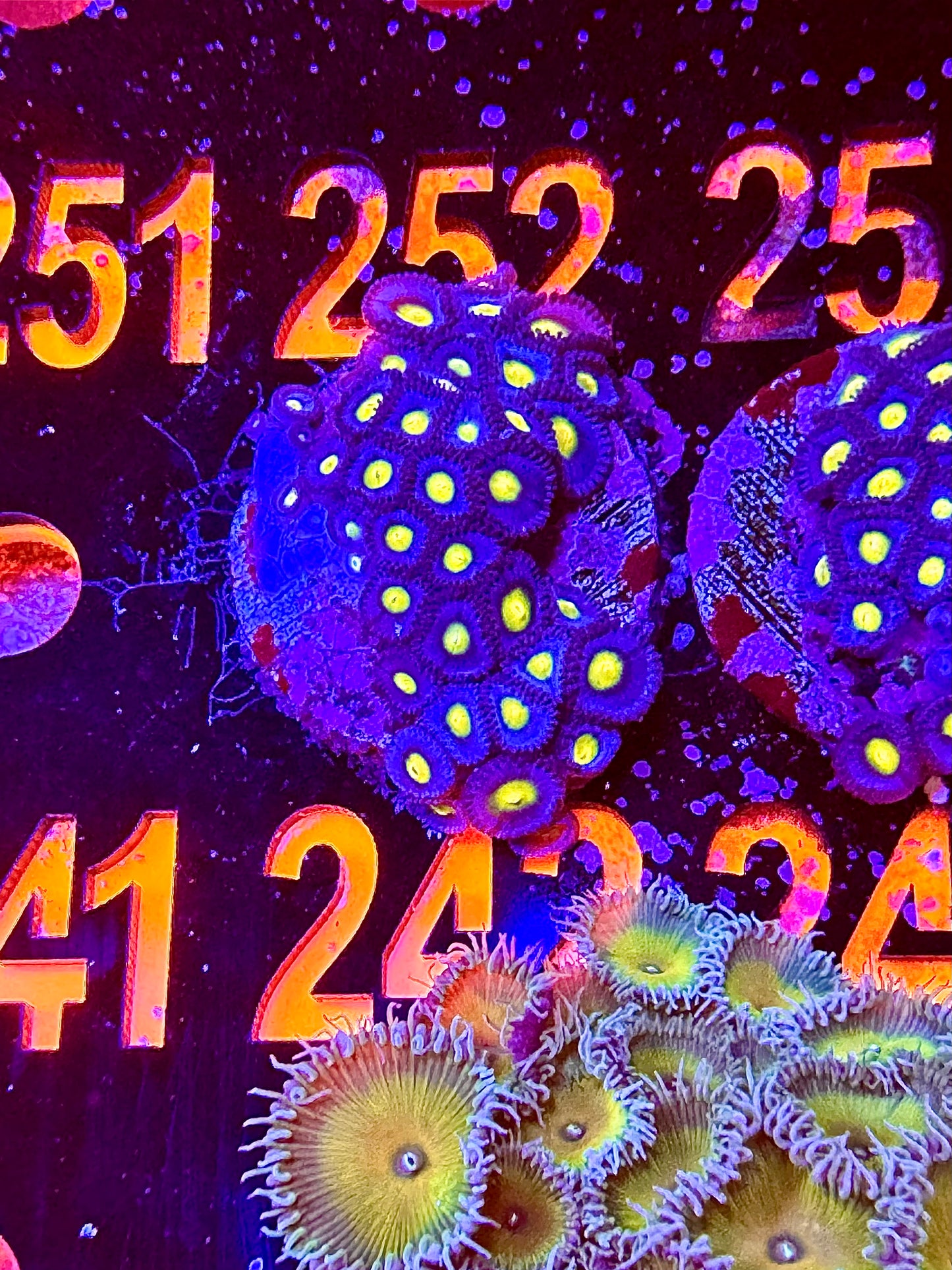 Collector Zoa Assortment