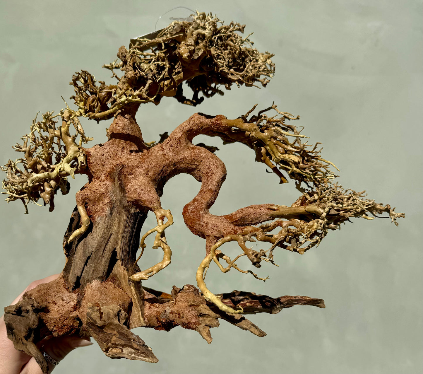 Dragon Wood Bonsai Tree