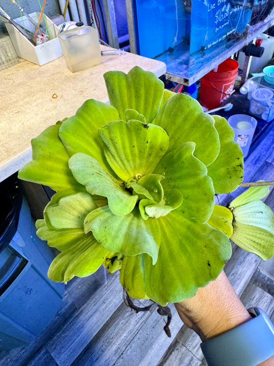 Rosette Water lettuce (Pistia sp.)