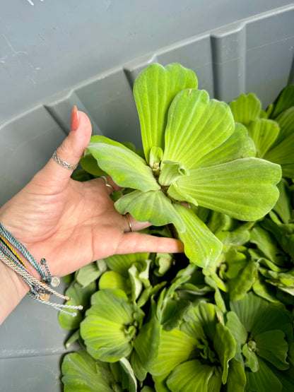 Rosette Water lettuce (Pistia sp.)