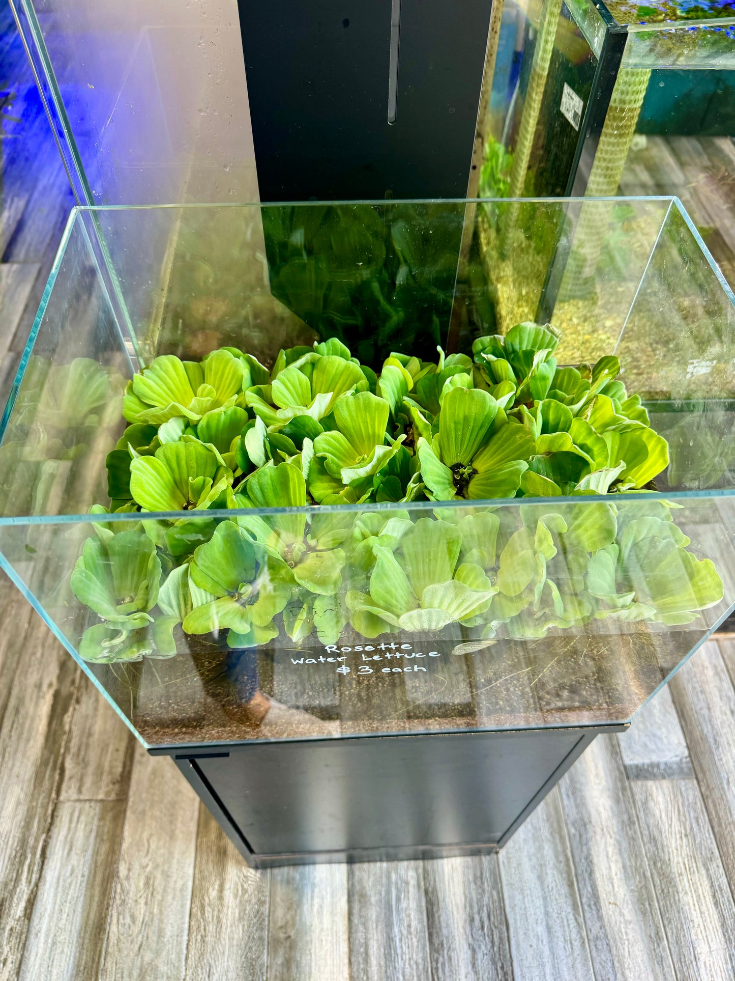 Rosette Water lettuce (Pistia sp.)