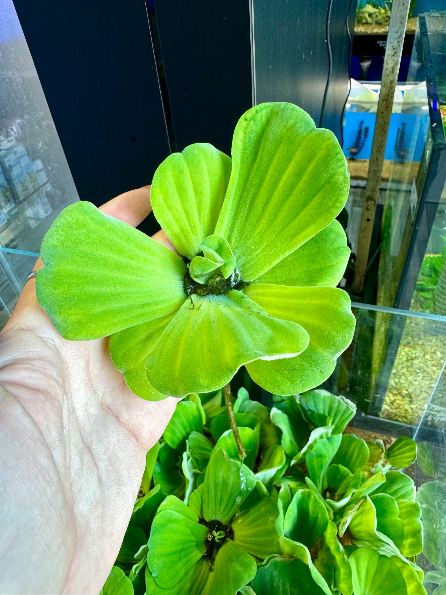 Rosette Water lettuce (Pistia sp.)