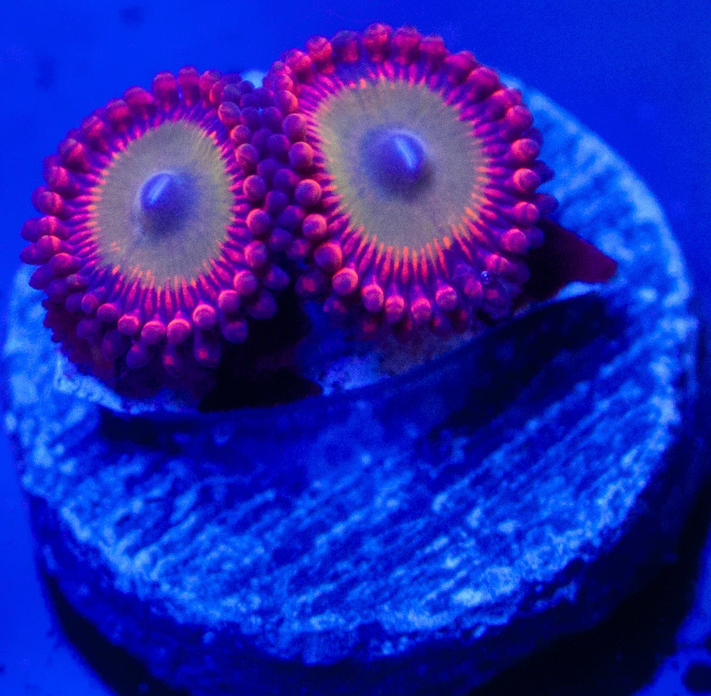 Candy Apple Zoanthids