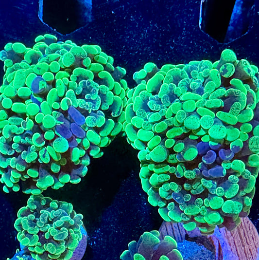 Small Hammer Frags