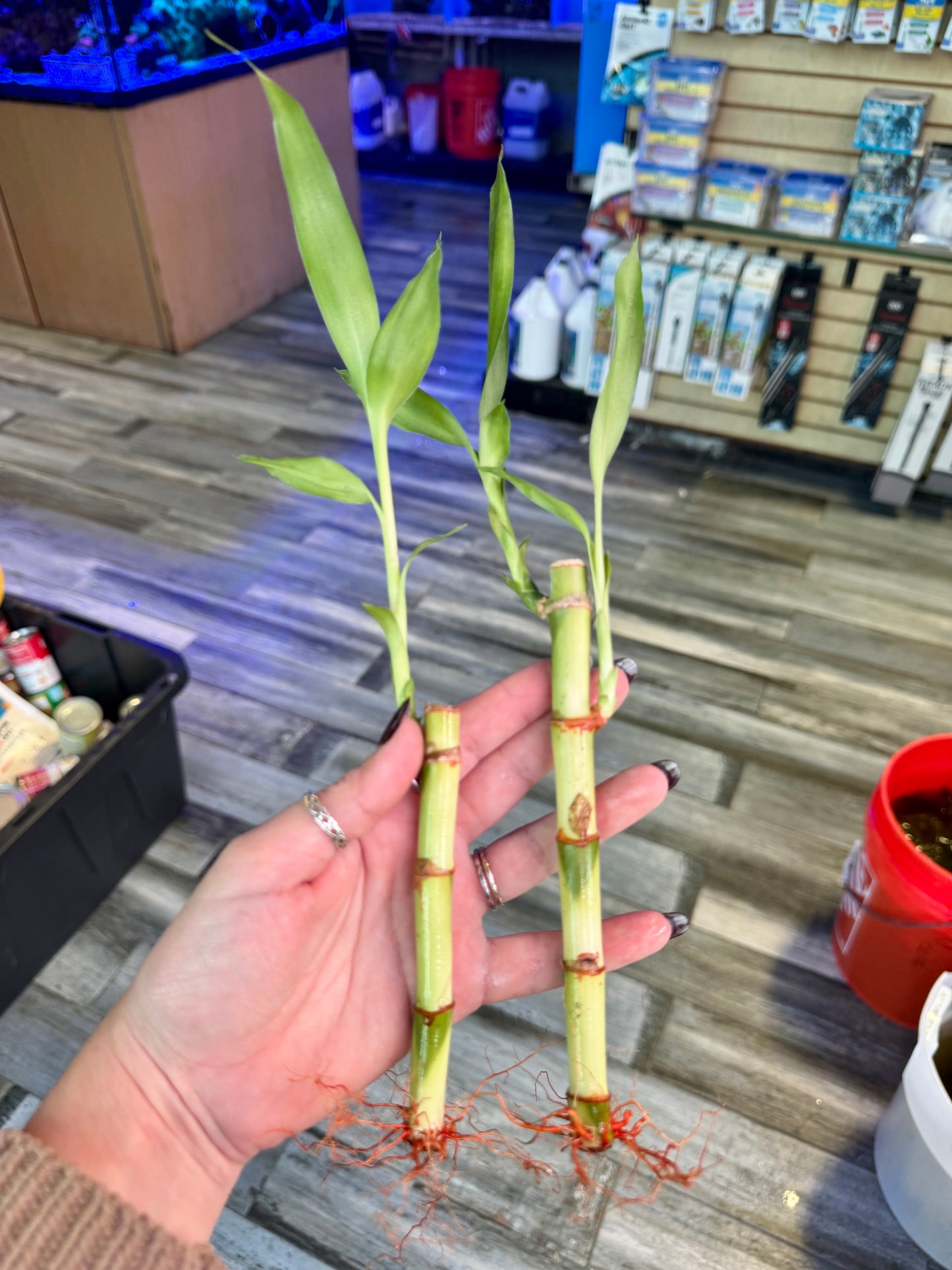 Lucky Bamboo shoots (Dracaena sanderiana)