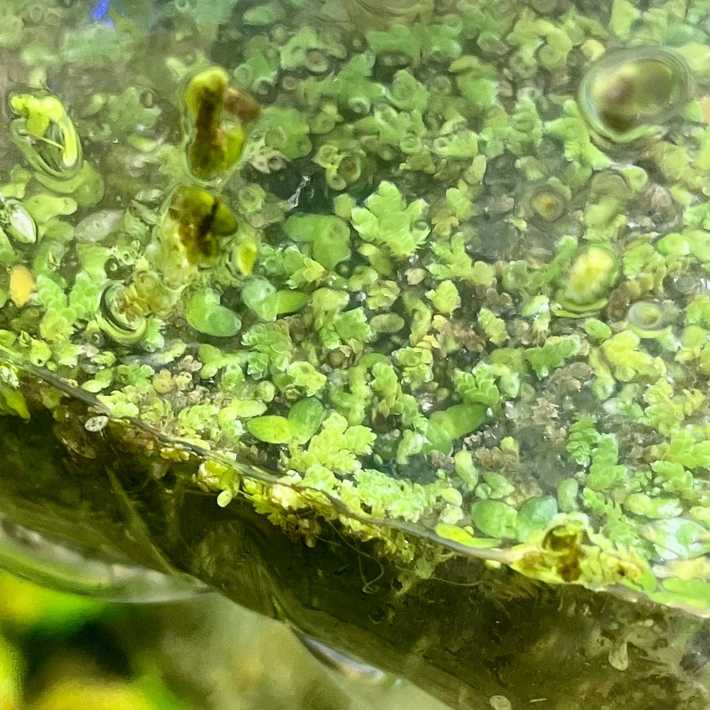 Azolla floating plant mix