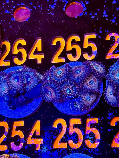 Collector Zoa Assortment