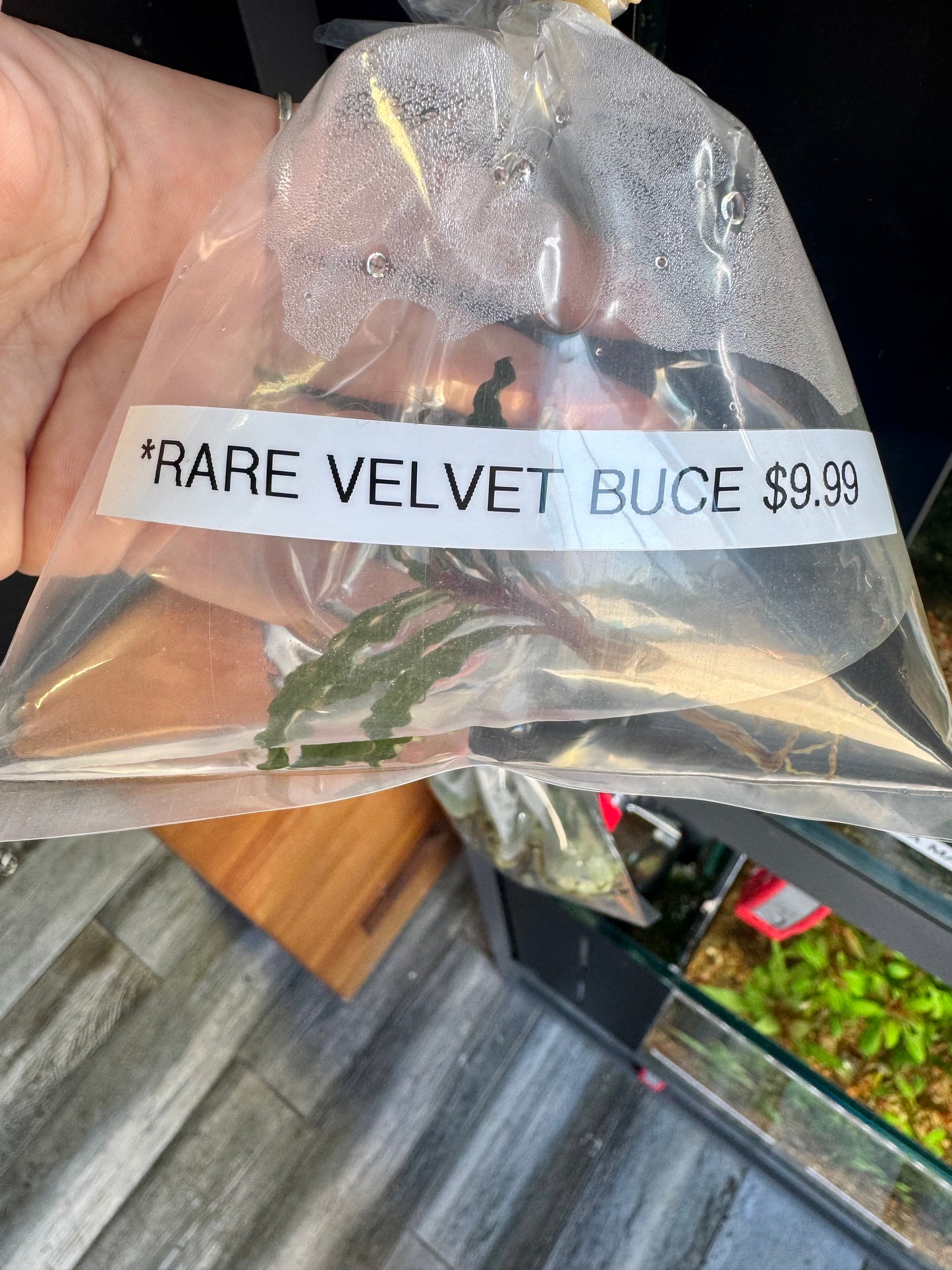 Rare! Bucephalandra Tricolor Velvet