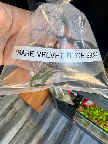 Rare! Bucephalandra Tricolor Velvet