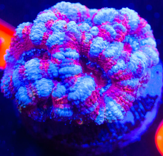 A Grade Acan